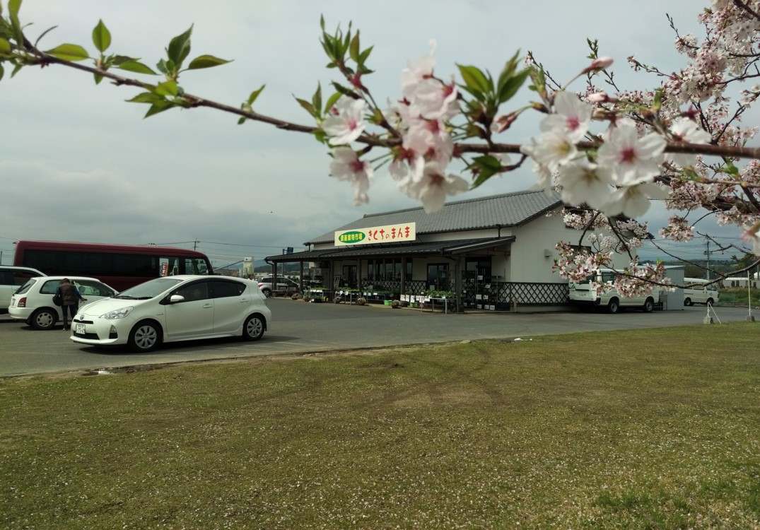 きくちのまんまにて