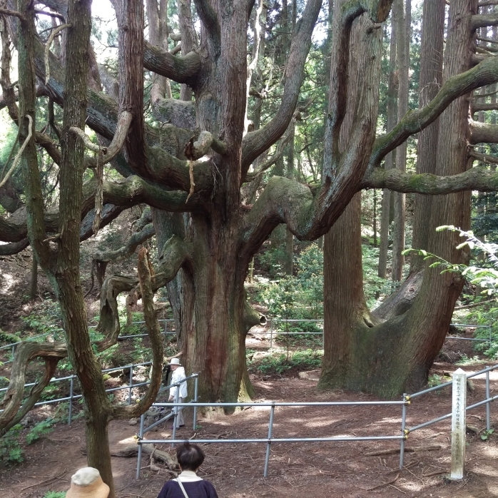 高森殿の大杉