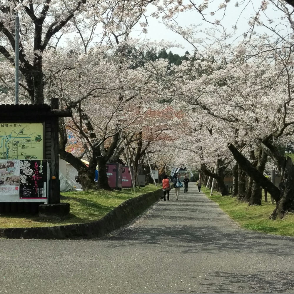 桜お花見ツアー第三便