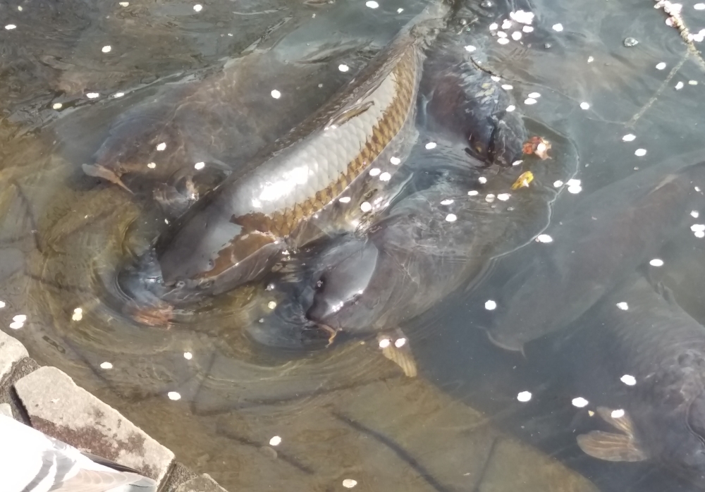 神柱公園の鯉