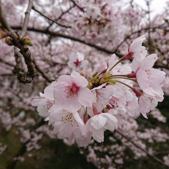 お花見ツアー(第一便)
