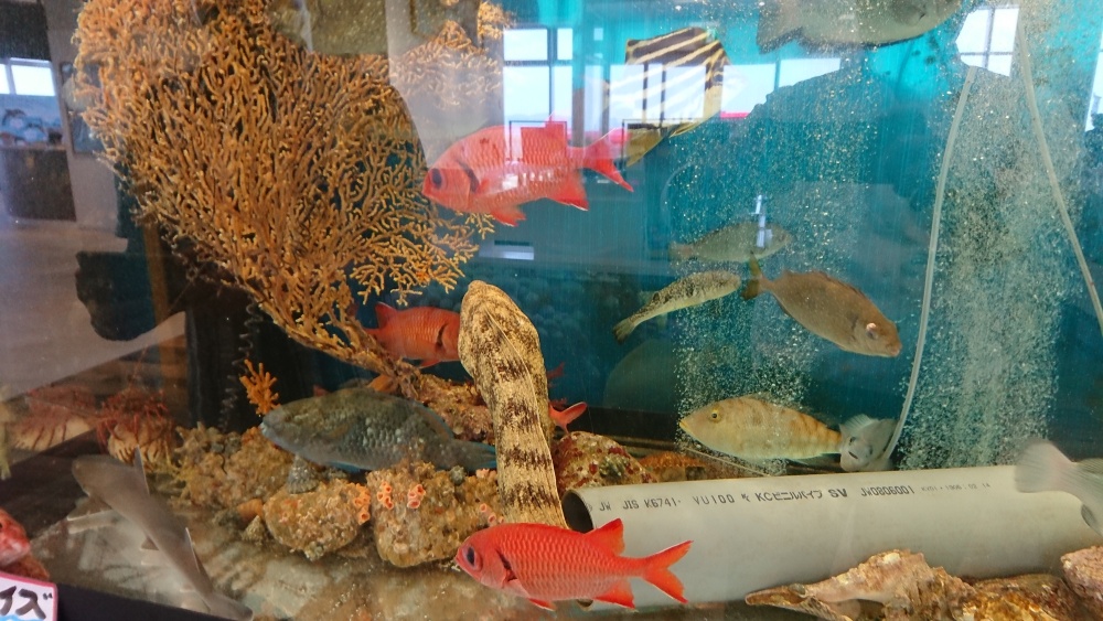 店内に設けられた大型水槽