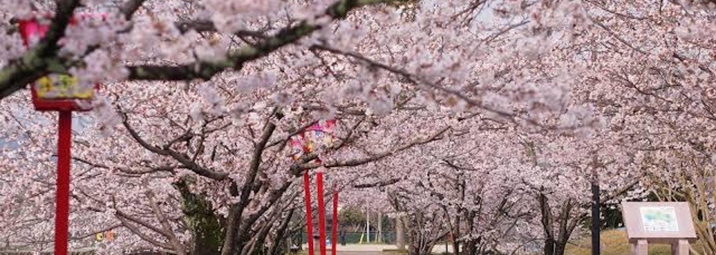 お花見ツアー