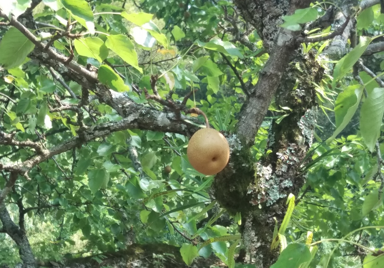 実をつけた梨