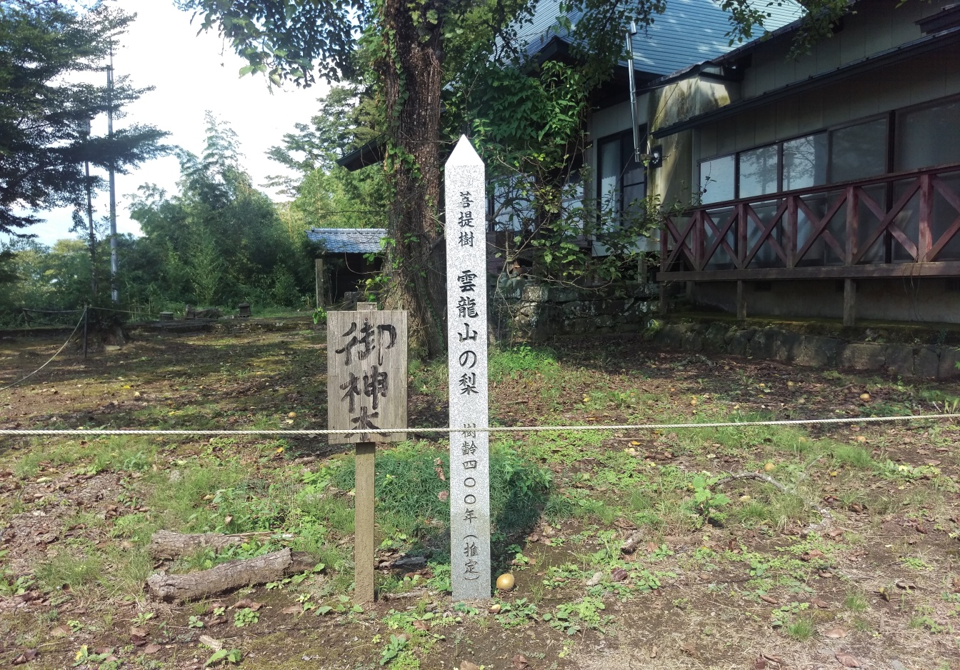 梨の原木
