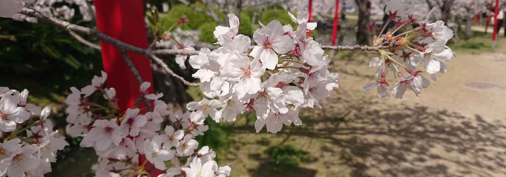 2021桜お花見ツアー(第2便)