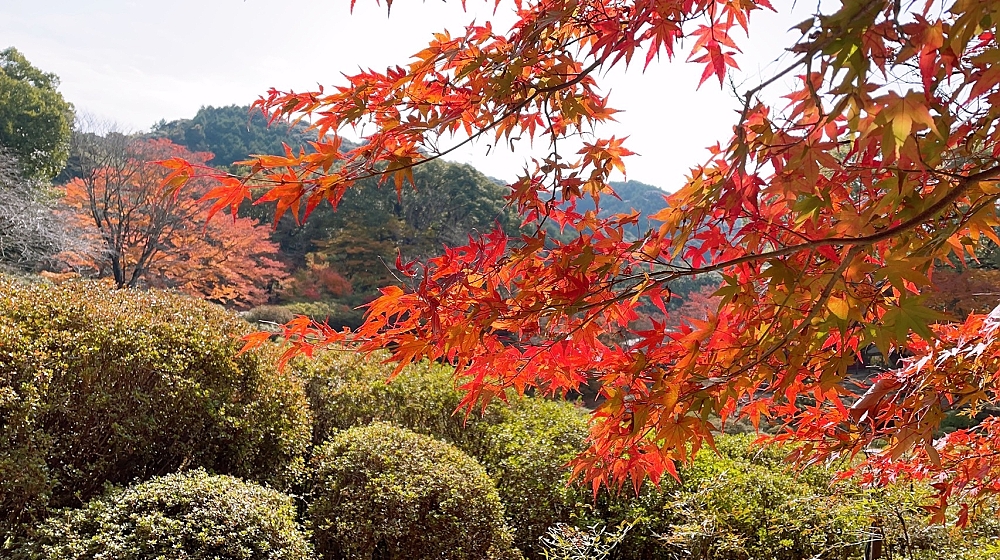 楽園の景色