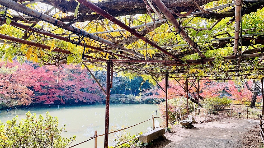 楽園の景色