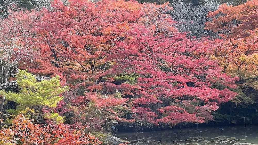 楽園の景色