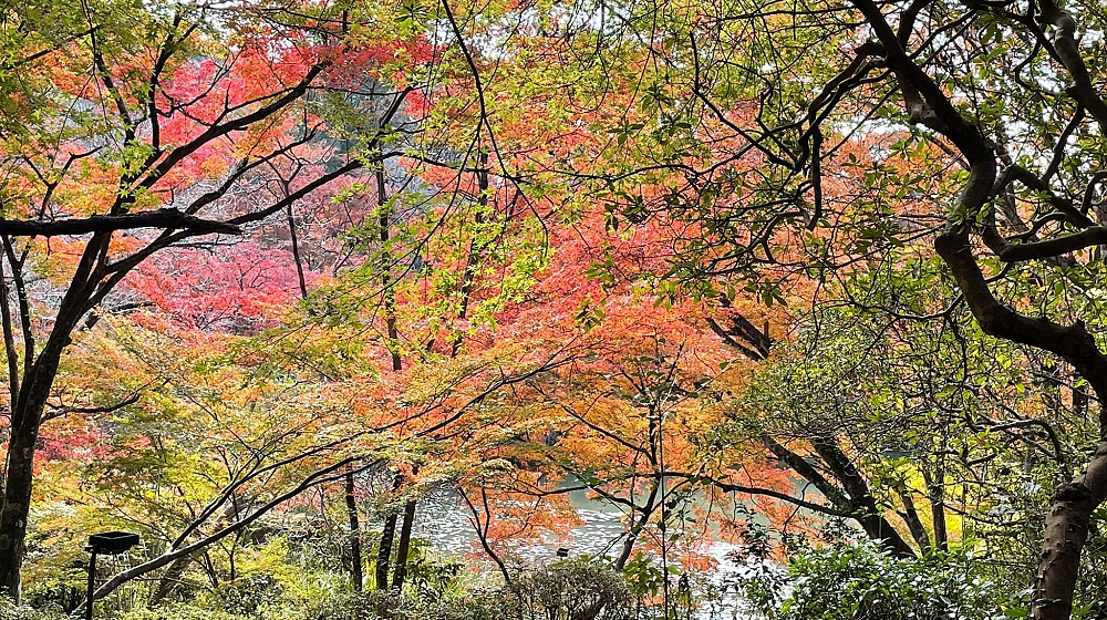楽園の景色
