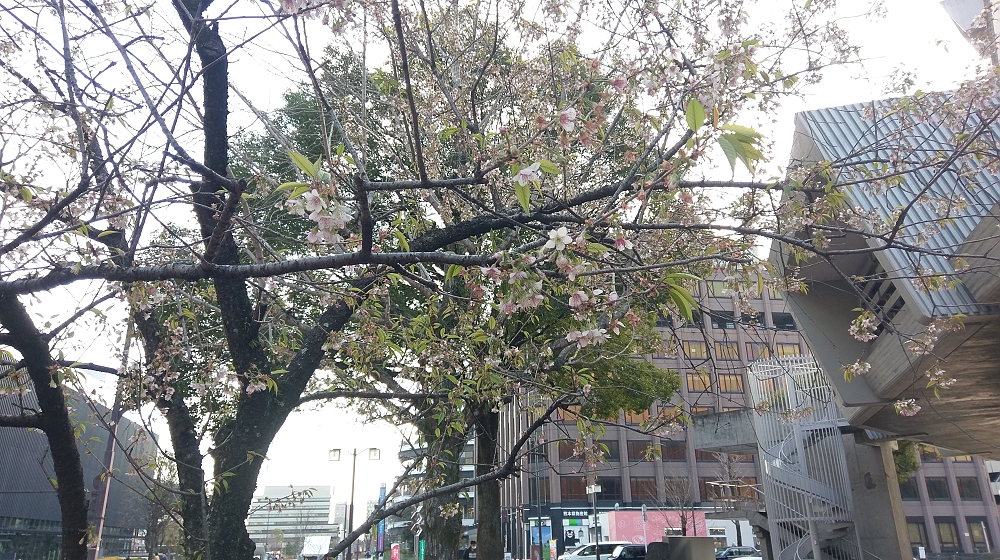 例年この時期に咲く季節外れの桜