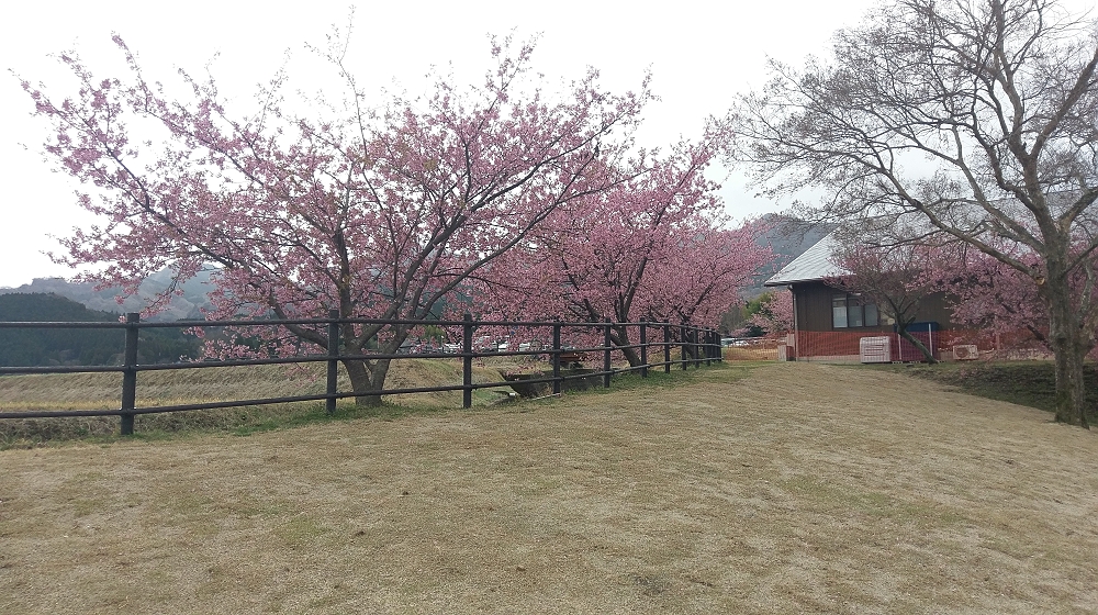 満開の桃の花