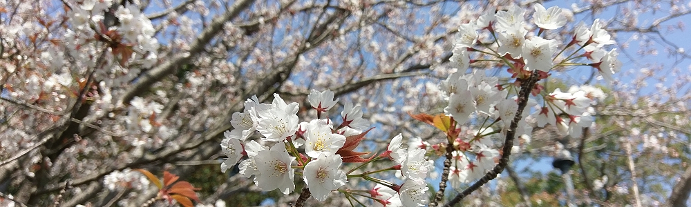 ２０２２桜お花見ツアー（第２便）