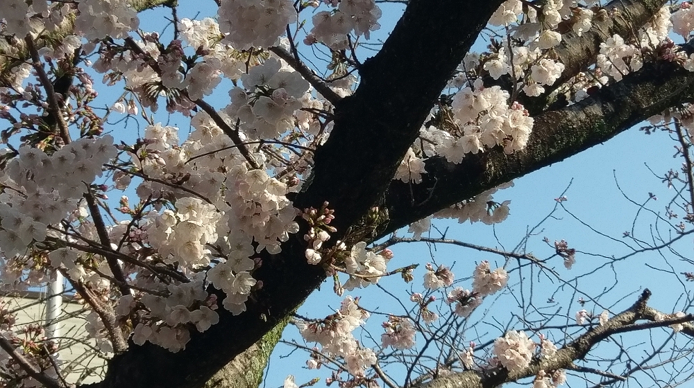 満開の桜