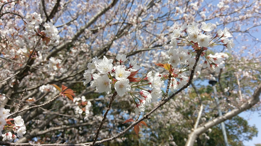 御立岬公園の桜