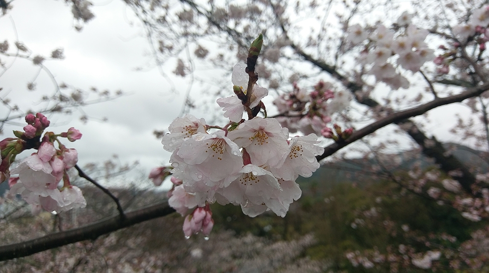 公園内の桜