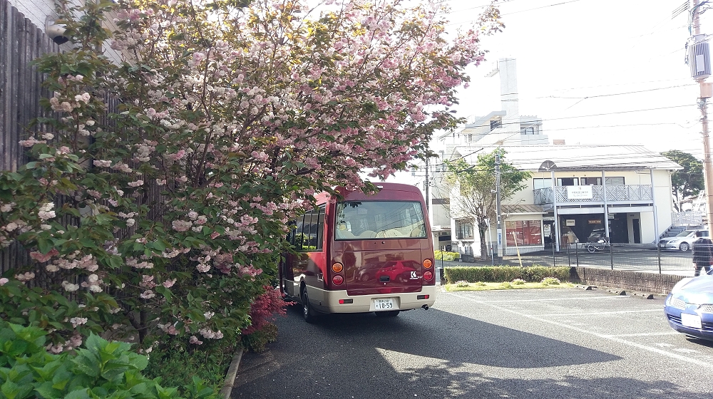 東京塚にて駐車場の八重桜と