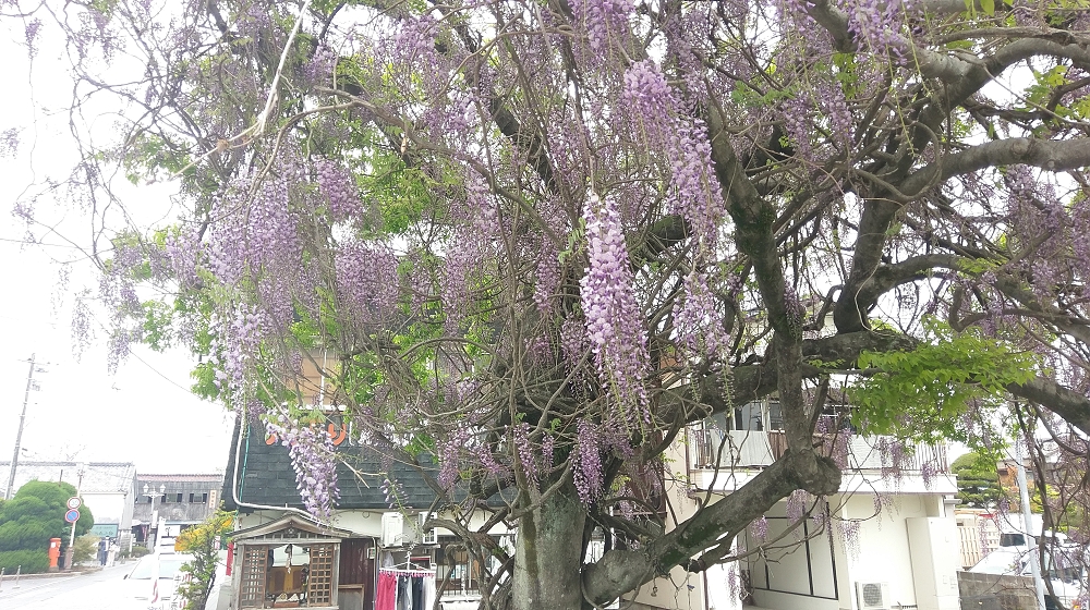 お堀端の藤も満開