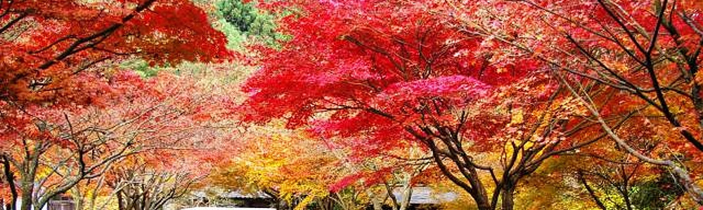 2022 秋のバスツアー 紅葉と温泉の旅 2022 秋のバスツアー 紅葉と温泉の旅