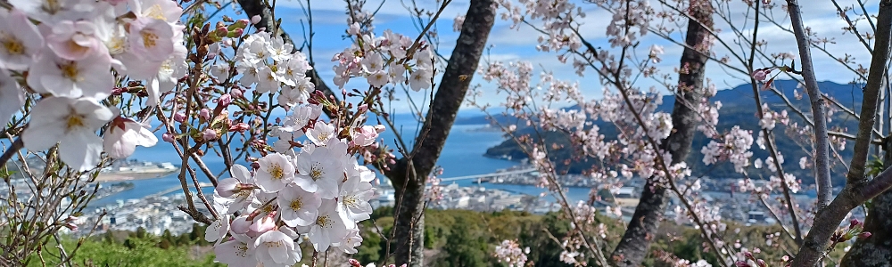 2023桜お花見ツアー(臨時便)を開催 2023桜お花見ツアー(臨時便)を開催