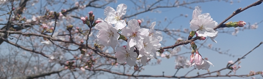 お花見ツアーを開催
