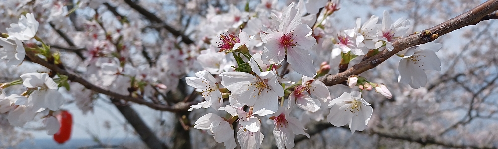 お花見ツアーを開催