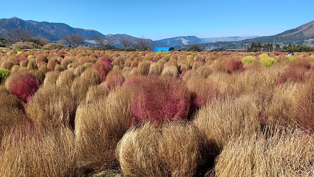 残念ながらコキアはピークを過ぎていました 残念ながらコキアはピークを過ぎていました