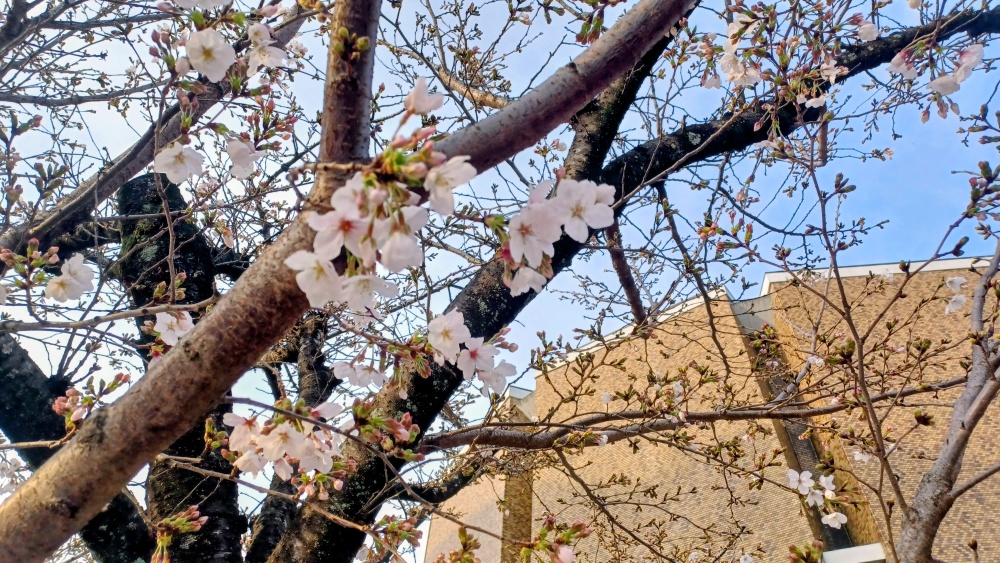 市民会館前の桜 市民会館前の桜