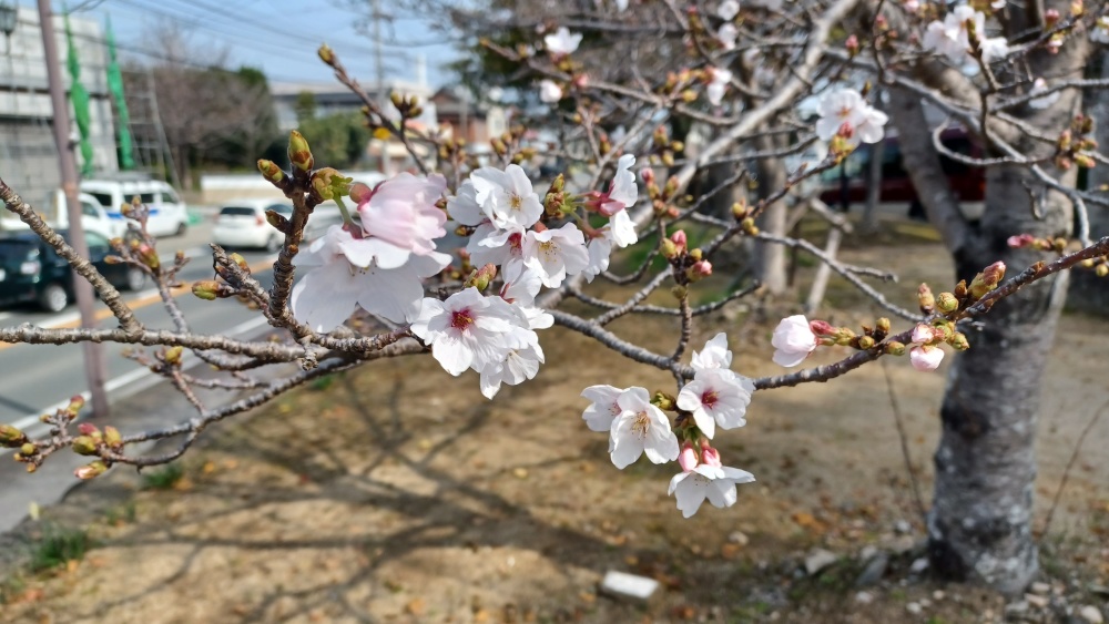 玉垂宮の桜 玉垂宮の桜
