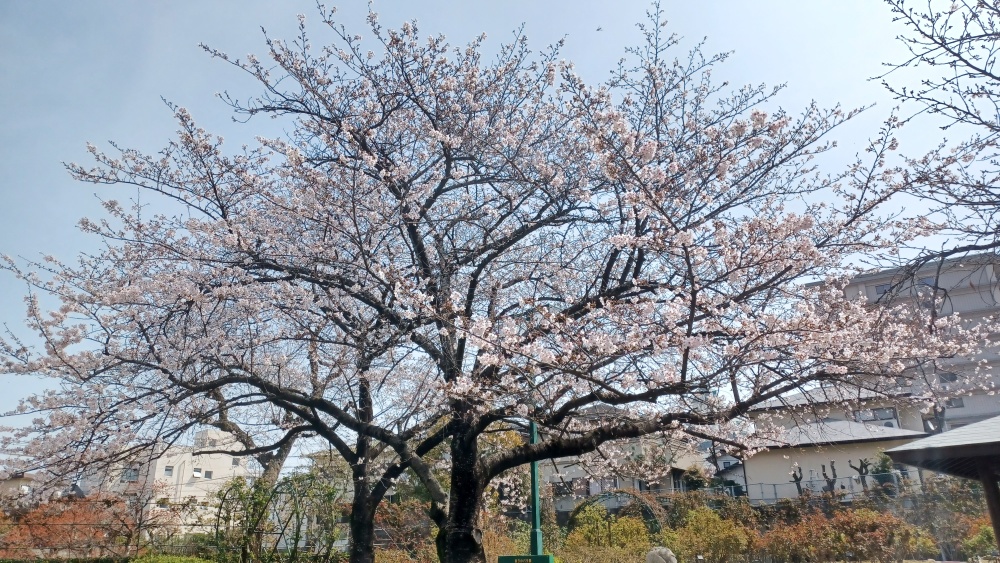満開間近の桜 満開間近の桜