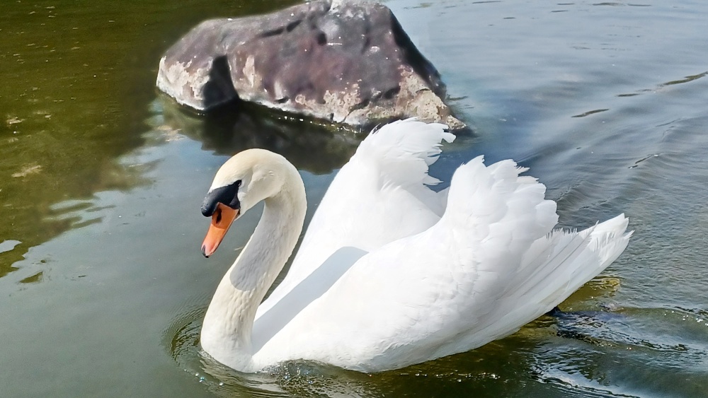 今日は身近で撮れました 今日は身近で撮れました