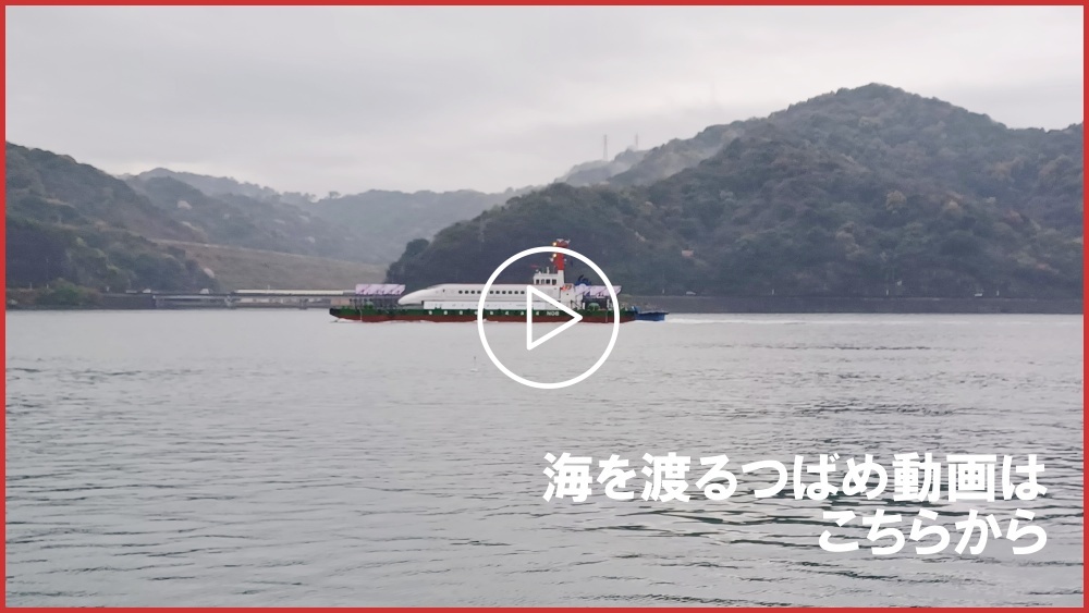 海を渡るつばめ動画