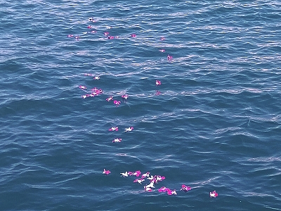 散骨海域での供花 散骨海域での供花
